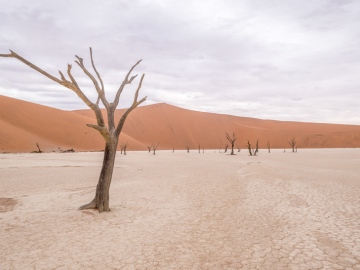 Desert-du-Namib-00046