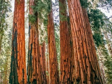 Kings-Canyon-et-Sequoia-NP-00067