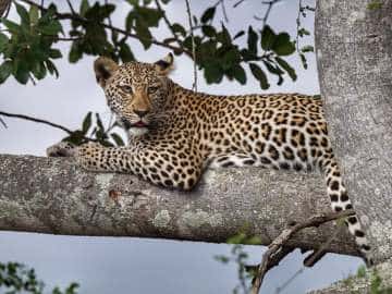 Park-Kruger-et-Sabi-Sand-Game-Reserve-219