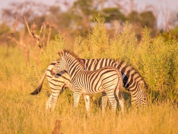 Delta-de-lOkavango-16-au-18-avril-2019-00111