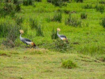 Cratere-du-Ngorongoro-00006