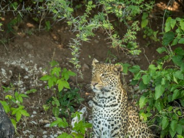 Parc-Chobe-00145