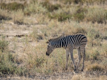 Etosha-00017